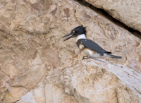 Belted Kingfisher 5376